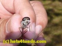 /home//u458753944/public_html/sourcegallery//////////////////////////////////////////////////////////Insects and small critters/flies (Diptera)/P1040895.JPG